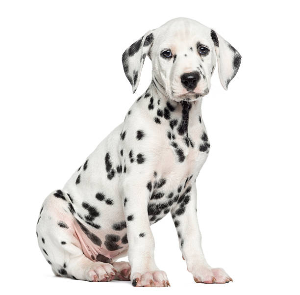 istock Dalmatian puppy sitting, looking at the camera 455632191