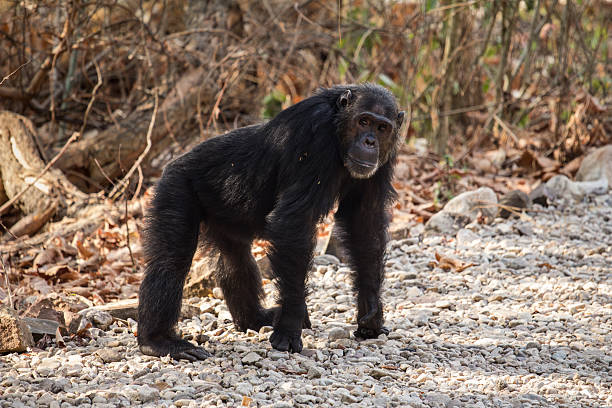 Male chimpanzee on trail, Gombe National Park, Tanzania, Africa stock photo