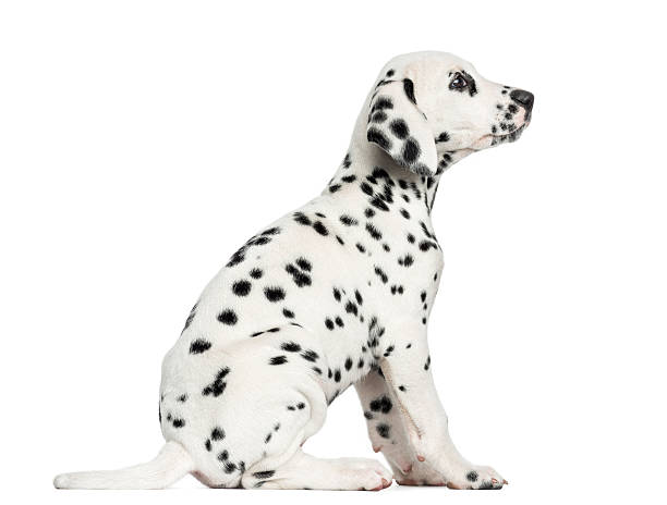 istock Side view of a Dalmatian puppy sitting, looking up, isolated 455633997