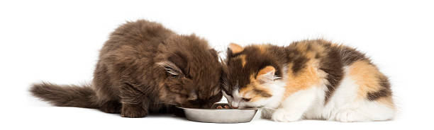 Higland straight and fold kittens eating from a bowl, isolated