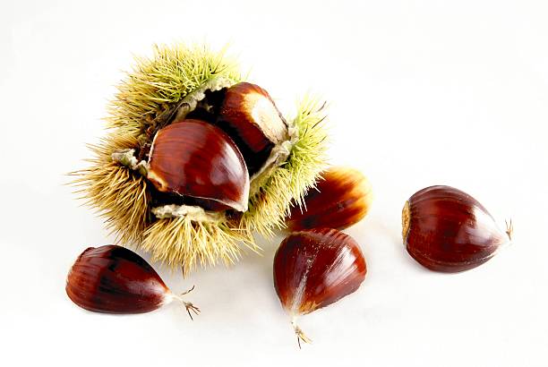 istock edible sweet chestnuts 455637783
