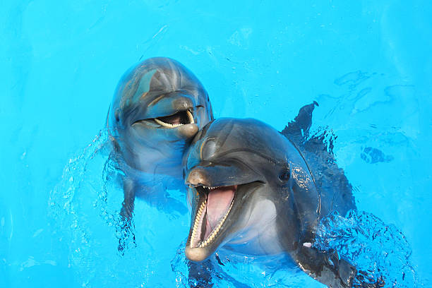 двух дельфинов - happy dolphin стоковые фото и изображения