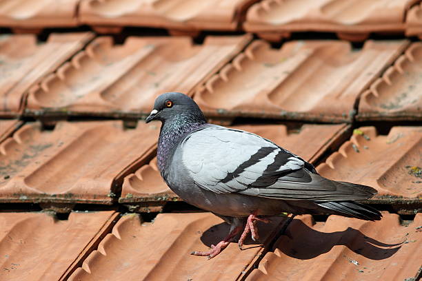 istock pigeon walking on roof tiles 455638703