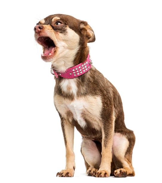 Chihuahua sitting, barking, 2 years old, isolated on white