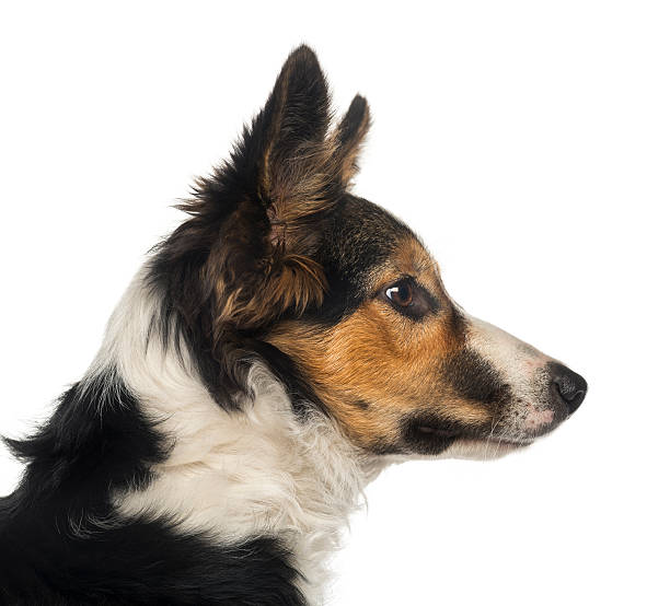 istock Close-up of a Border collie profile, isolated on white 455639501