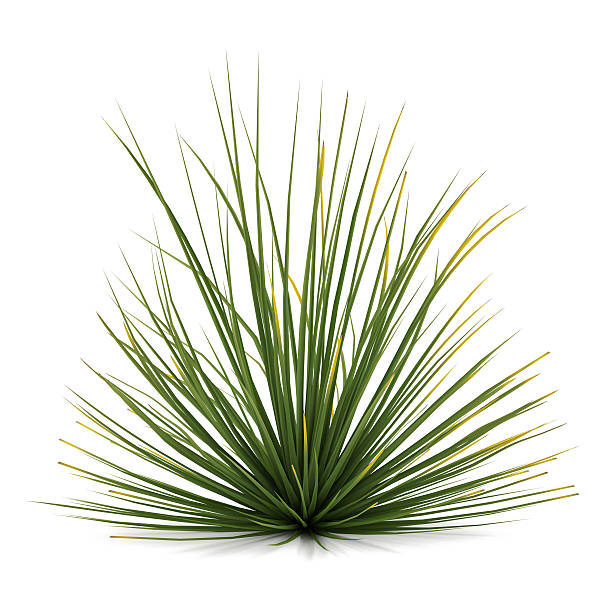 istock Plant bush isolated. Agave stricta 455639511
