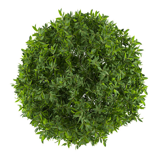 istock Plant bush isolated. Cleyera top 455639539