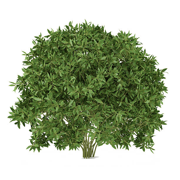 istock Plant bush isolated. Cleyera 455639541