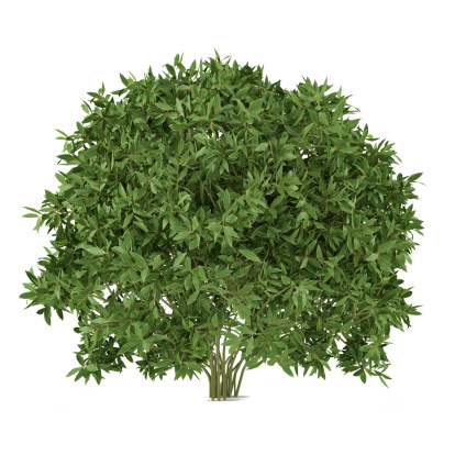 Plant bush isolated. Cleyera