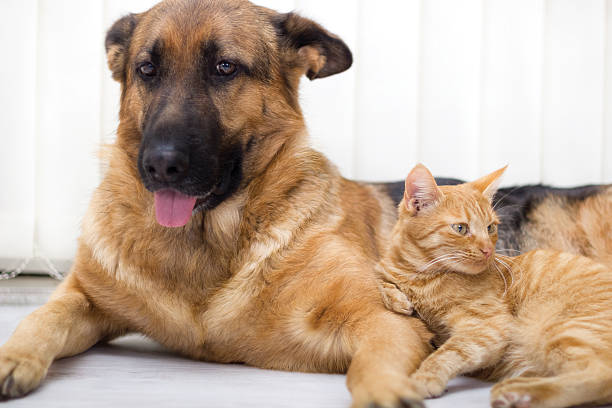 istock Cat and dog together 455640095