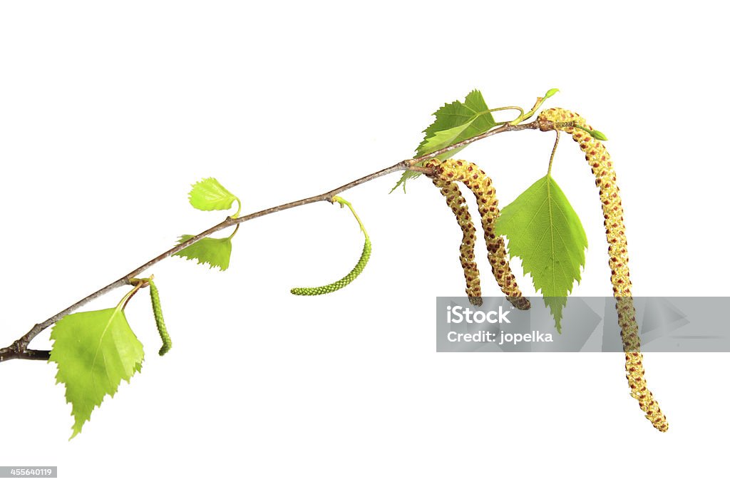 Bétula florescimento Galho - Royalty-free Alergia Foto de stock