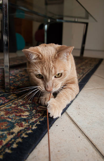 Cat Attack String 10+ Cat Eating String Stock Photos, Pictures & Royalty-Free Images - iStock