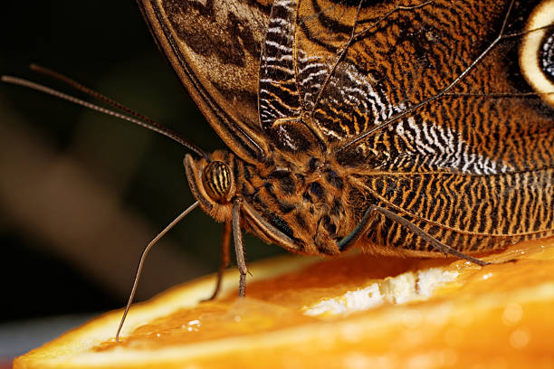 istock Macro photograph of a butterfly 455640851