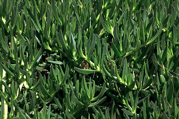 carpobrotus acinaciformis. - sea fig imagens e fotografias de stock