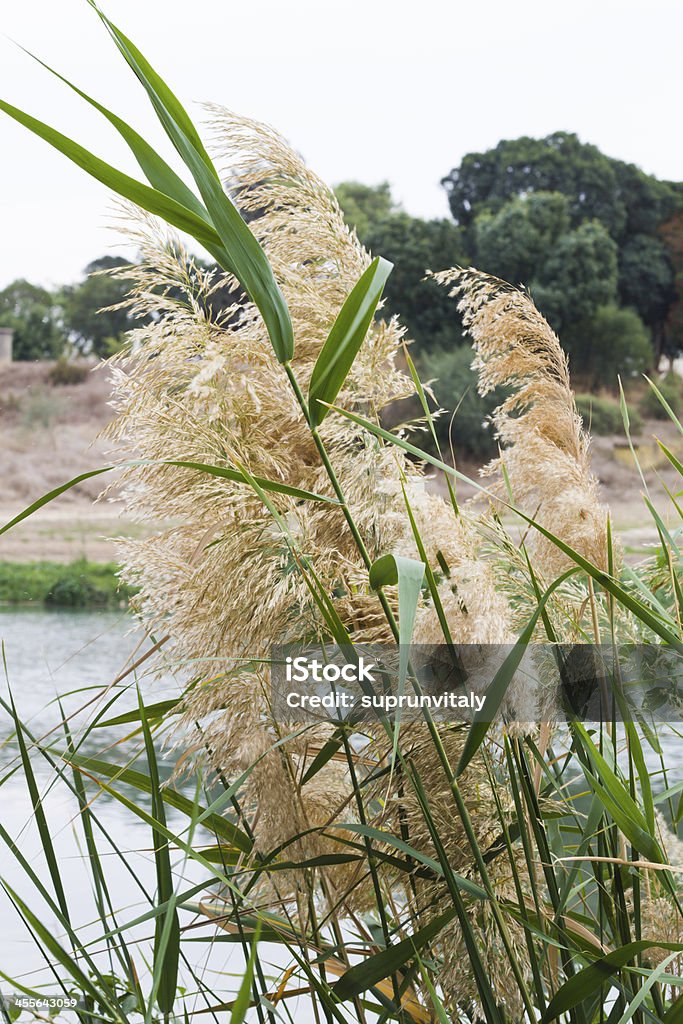 Reeds sur le lac. - Photo de Bleu libre de droits