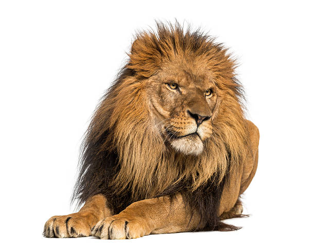 istock Lion lying down, looking away, Panthera Leo, 10 years old 455643863