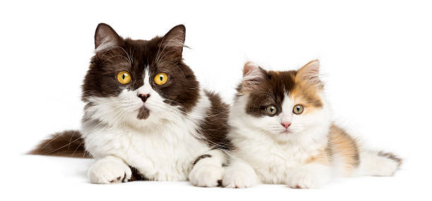 istock British longhair and highland straight kitten lying together 455643865