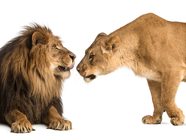istock Lion and lioness sniffing each other, Panthera leo, isolated 455643879