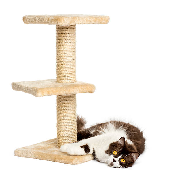 istock British longhair lying down at the foot of cat tree 455643885