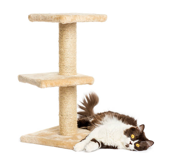 istock British longhair lying down at the bottom of cat tree 455643889