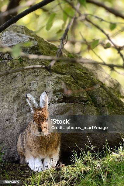 Autumn Hare Ears Cocked Stock Photo - Download Image Now - Alertness, Animal, Animal Body Part