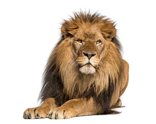 istock Lion lying down, facing, Panthera Leo, 10 years old, isolated 455643905