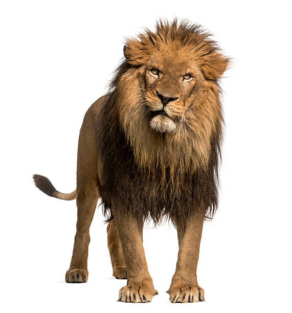 istock Lion standing, looking at the camera, Panthera Leo, 10 years 455643909