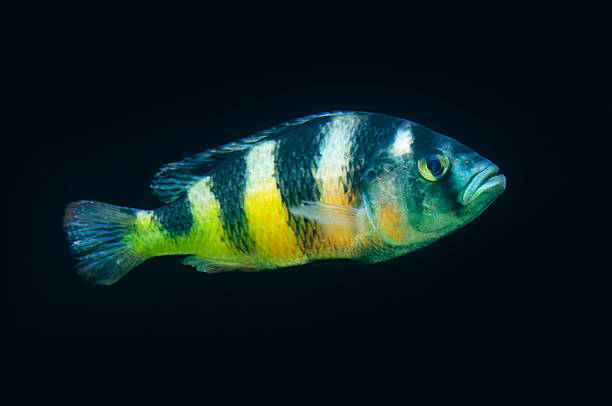 cyphotilapia frontosa - cyphotilapia frontosa fotografías e imágenes de stock