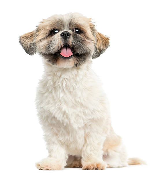 Shih tzu sitting, panting, 2 years old, isolated on white Shih tzu sitting, panting, 2 years old, isolated on white animal tongue stock pictures, royalty-free photos & images