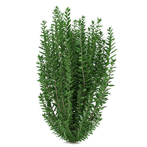 istock Plant bush isolated. Ligustrum ovalifolium 455646883
