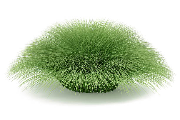 istock Plant bush isolated. Muhlenberga rigens 455646893