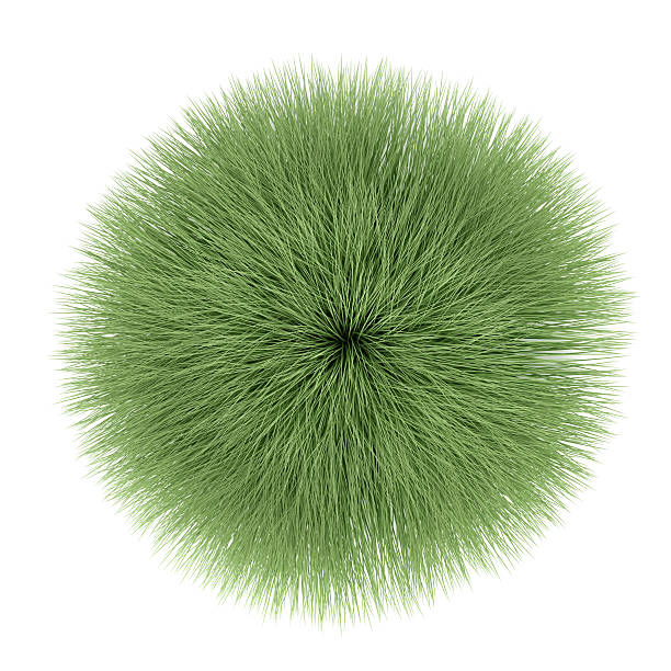 istock Plant bush isolated. Muhlenberga rigens top 455646949