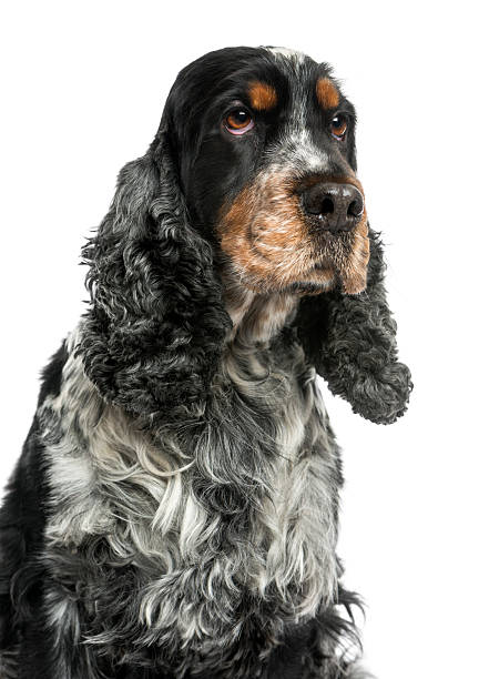 istock Close-up of an English cocker spaniel, looking up 455647107