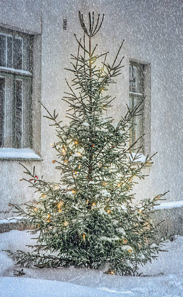 istock Christmas tree outside in snowy garden 455647431