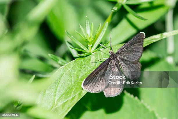 The Small Blue Cupido Minimus Stock Photo - Download Image Now - Animal, Animal Wildlife, Beauty In Nature