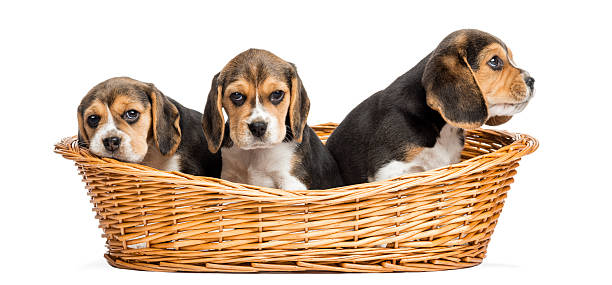 Tree Beagle puppies in a wicker basket, isolated on white