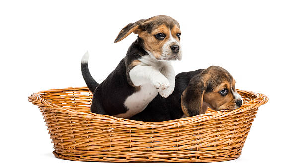 istock Two Beagle puppies playing in a wicker basket, isolated 455648239