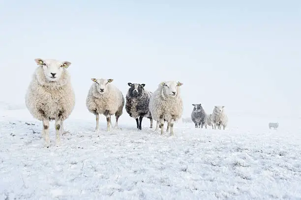 Photo of Flock of black and white sheep in the snow