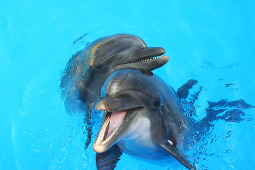 two lovers dolphin swimming in the pool