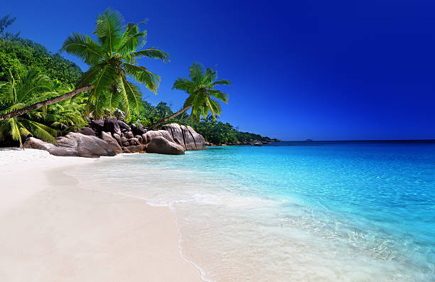 istock beach at Praslin island, Seychelles 455650005