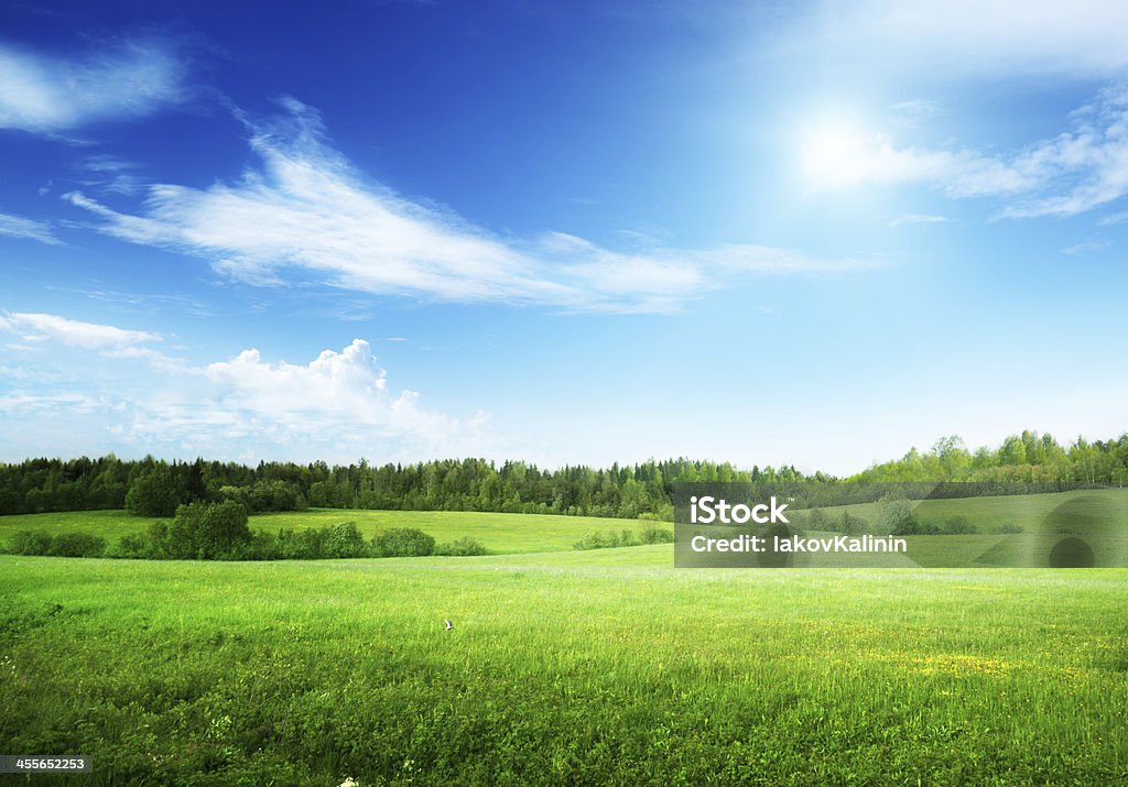 field of grass and perfect sky Sky Stock Photo