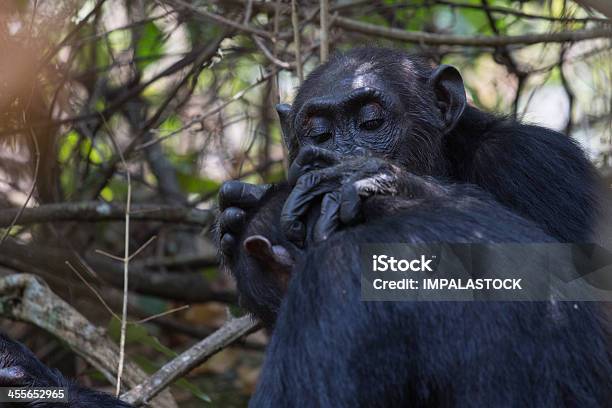 Chhimpanzee Grooming A Friend Stock Photo - Download Image Now - Africa, Animal Wildlife, Animals In The Wild