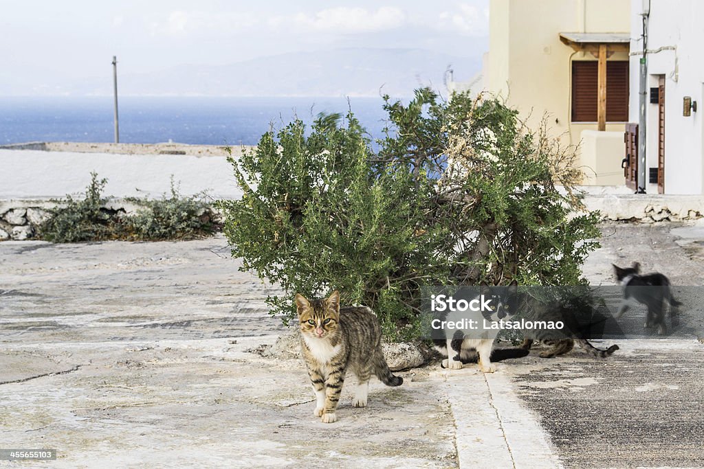 Cats in santorini Cats playing and hanging around in Fira, Santorini in Greece. Ocean on the background. Autumn Stock Photo