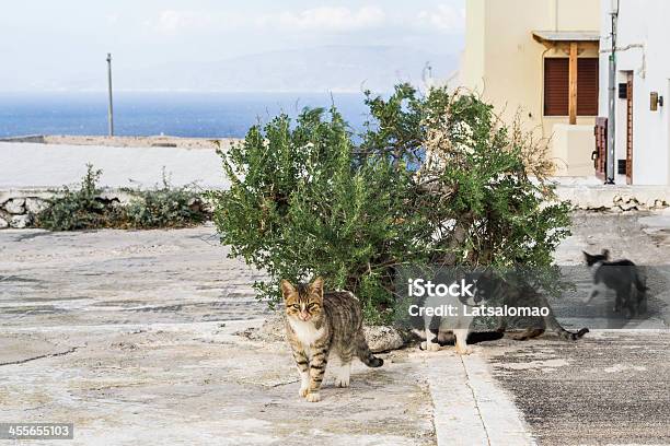 Cats In Santorini Stock Photo - Download Image Now - Autumn, Domestic Cat, Fighting
