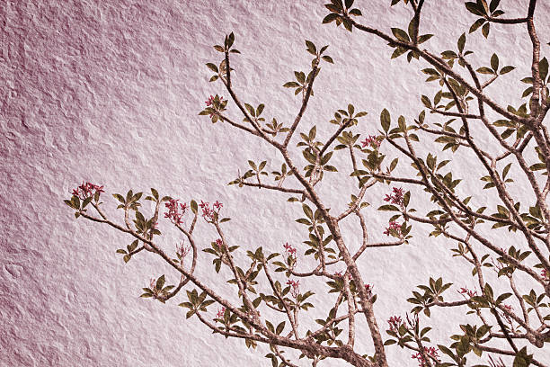 ramo de flores tropicais frangipana (plumeria) - frangipannis imagens e fotografias de stock