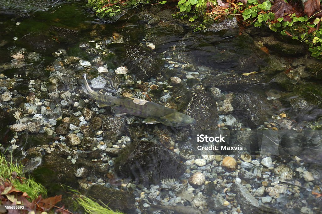 Laichende Lachse in einem flachen Pool - Lizenzfrei Bach Stock-Foto