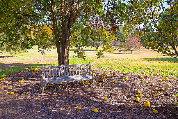 A lonely bench adds to the charm and beauty of the colorful forest and fallen Chinese quince fruits.