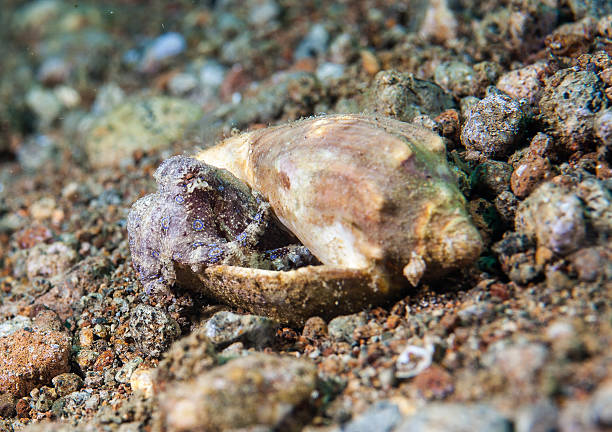 Octopus In Shell 100+ Octopus Shell Macro Underwater Stock Photos, Pictures & Royalty ...