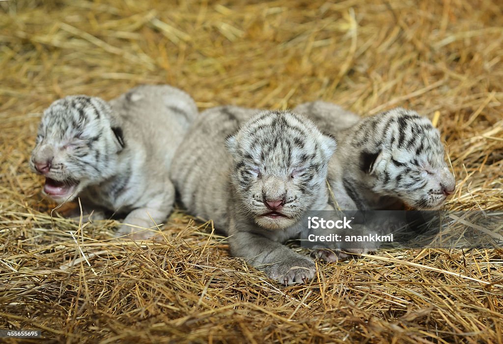 Bébé Tigre du Bengale blanc - Photo de Animal nouveau-né libre de droits