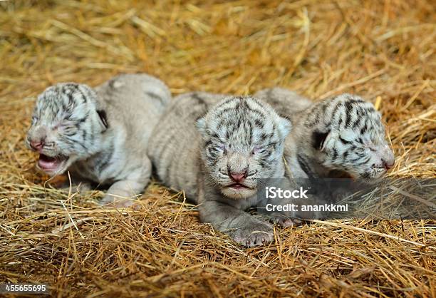 Photo libre de droit de Bébé Tigre Du Bengale Blanc banque d'images et plus d'images libres de droit de Animal nouveau-né - Animal nouveau-né, Animaux à l'état sauvage, Blanc